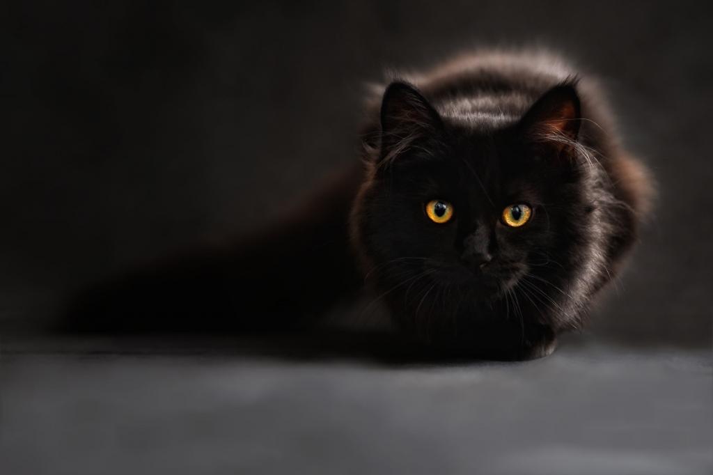 猫 シルエット ハイダウヒカル壁紙猫のシルエット 猫の目 バックライト 黒猫 メインクーン 高精細の画像 材料を入力します 壁紙