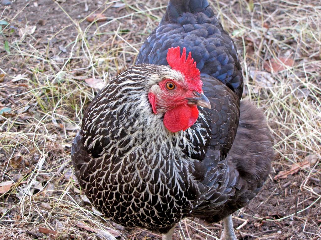 チキン 鶏のiphoneの壁紙土地なし 家禽 自然 羽 有機 櫛 高精細 チキン 鶏のiphoneの壁紙土地なし 家禽 自然 羽 有機 櫛 高精細