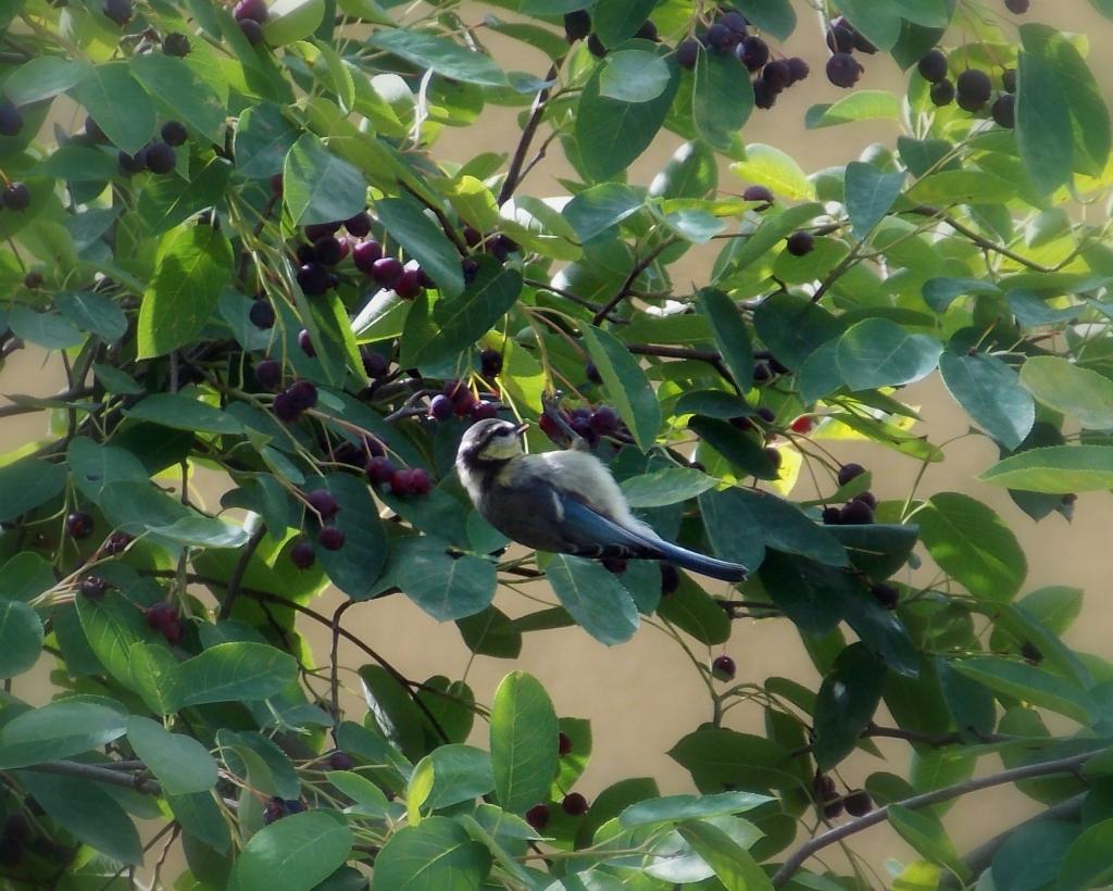 おっぱい 鳥 鳥 動物 自然 動物 動物飛行 高精細画像iphone7青い壁紙は 材料を入力します 壁紙