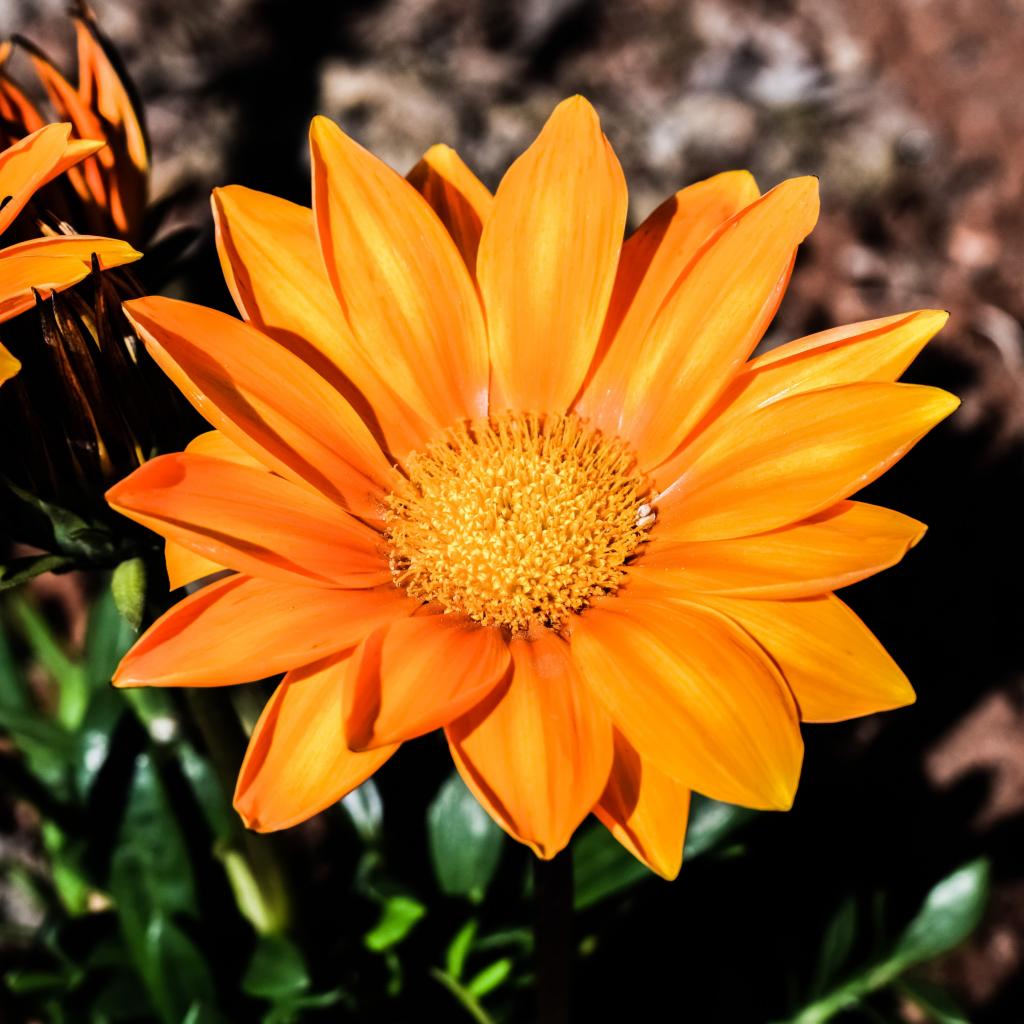 斑入りの菊 花 オレンジ Iphoneの壁紙 植物 庭園 植物 高精細画像から黒ran 材料入力します 壁紙