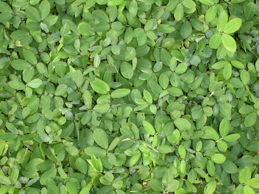 緑 葉 植物 大日本印刷 庭の壁紙緑の木の葉 ブラジル 植物学者 高精細の画像 材料を入力します 壁紙 緑 葉 植物 大日本印刷 庭の壁紙緑の木の葉 ブラジル 植物学者 高精細の画像 材料を入力します 壁紙