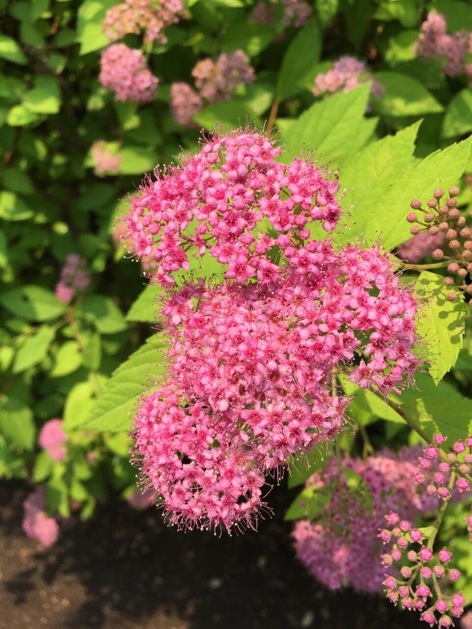 花 植物 自然 ピンク 花 春 庭 高精細の壁紙写真は区が材料入力して移動 Pc 壁紙