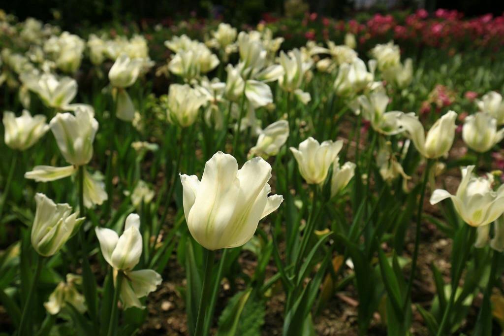 台湾 メイフォン 花や植物 ユリ 高精細画像のiphone Xとダイアナaƒÿlec壁紙na 入力材料 壁紙