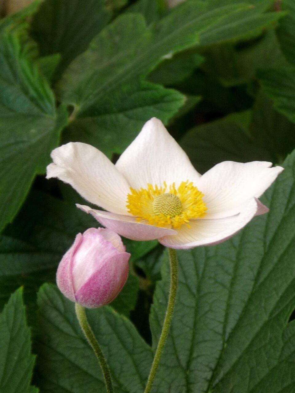 花の壁紙 花 植物 自然 花 花 花びら 高精細映像をvaio 材料を入力します 壁紙 花の壁紙 花 植物 自然 花 花 花びら 高精細映像をvaio 材料を入力します 壁紙