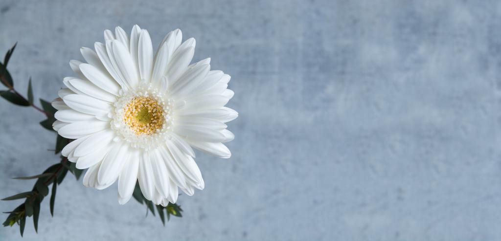ガーベラ 白いガーベラ 花 白 開花 満開 白 高精細の画像 韓国はiphoneの壁紙素材を入力してください 壁紙