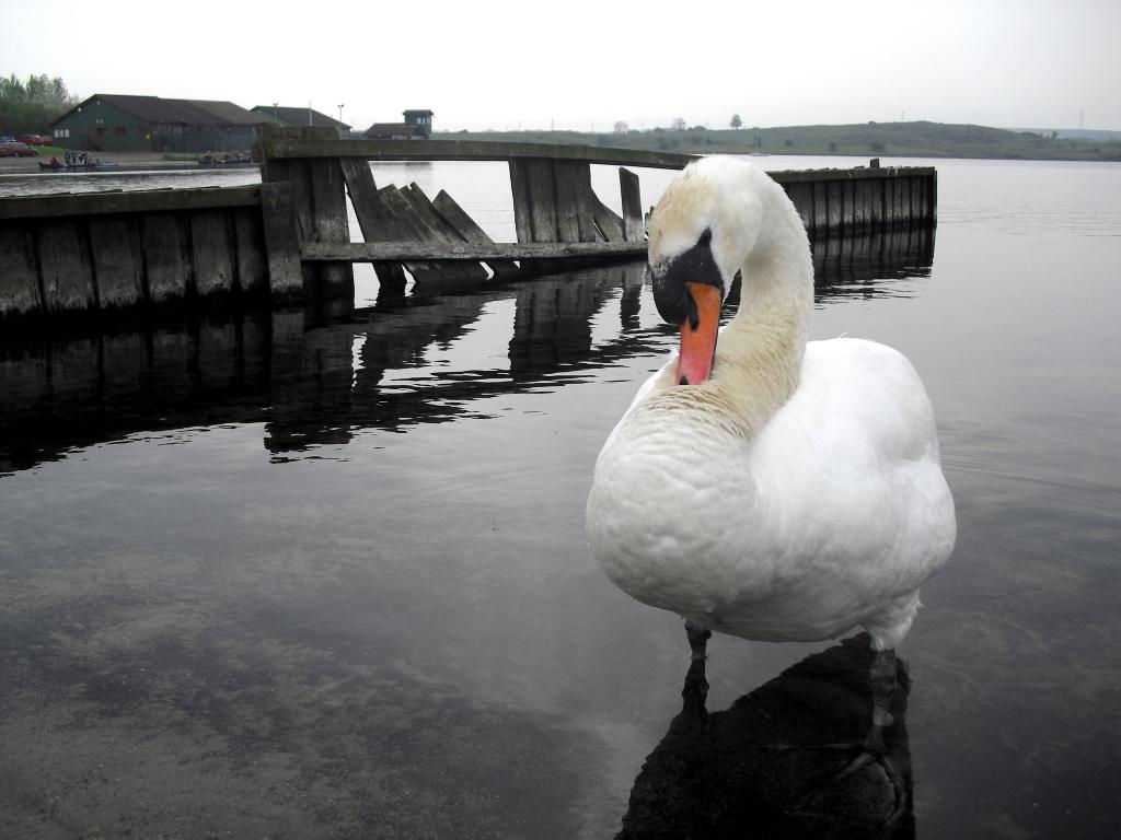 スワン へやの壁紙水 白 鳥 川 湖 自然 高精細の画像 材料を入力します 壁紙 スワン へやの壁紙水 白 鳥 川 湖 自然 高精細の画像 材料を入力します 壁紙