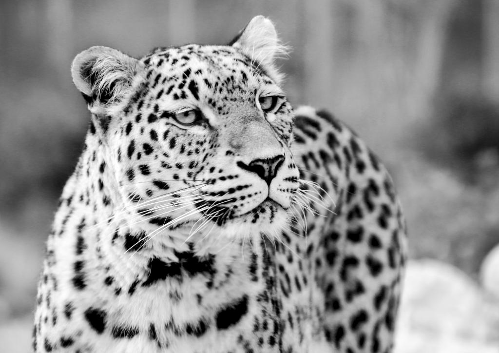 ペルシャヒョウ ヒョウ 黒と白 黒と白の記録 肖像画 クローズ ビュー 高精細の画像 Geっ壁紙スイートイ リッツ カー材料nnバックsa 壁紙 ペルシャヒョウ ヒョウ 黒と白 黒と白の記録 肖像画 クローズ ビュー 高精細の画像 Geっ壁紙スイートイ リッツ カー材料nnバックsa 壁紙
