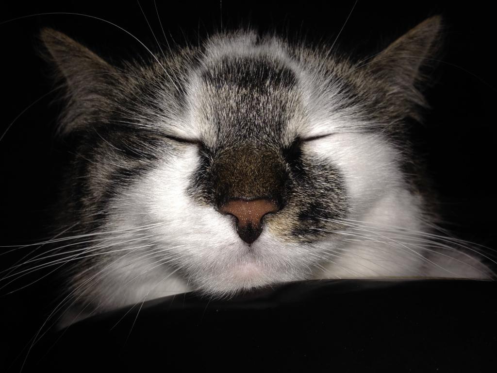 猫の壁紙風 クローズ 国内の猫 美しい 甘い 高精細の画像は 材料を入力します 壁紙 猫の壁紙風 クローズ 国内の猫 美しい 甘い 高精細の画像は 材料を入力します 壁紙