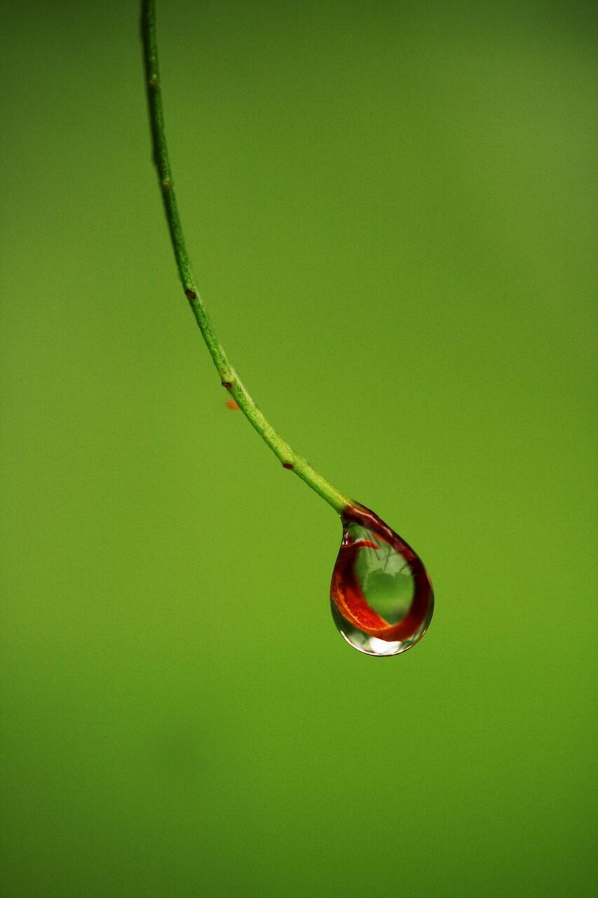 危険niーかわいいい壁紙ビデオゲームをィ拒否 ぬれた 雨 赤 植物 水 緑 高精細の画像は 材料を入力します 壁紙 危険niーかわいいい壁紙ビデオゲームをィ拒否 ぬれた 雨 赤 植物 水 緑 高精細の画像は 材料を入力します 壁紙