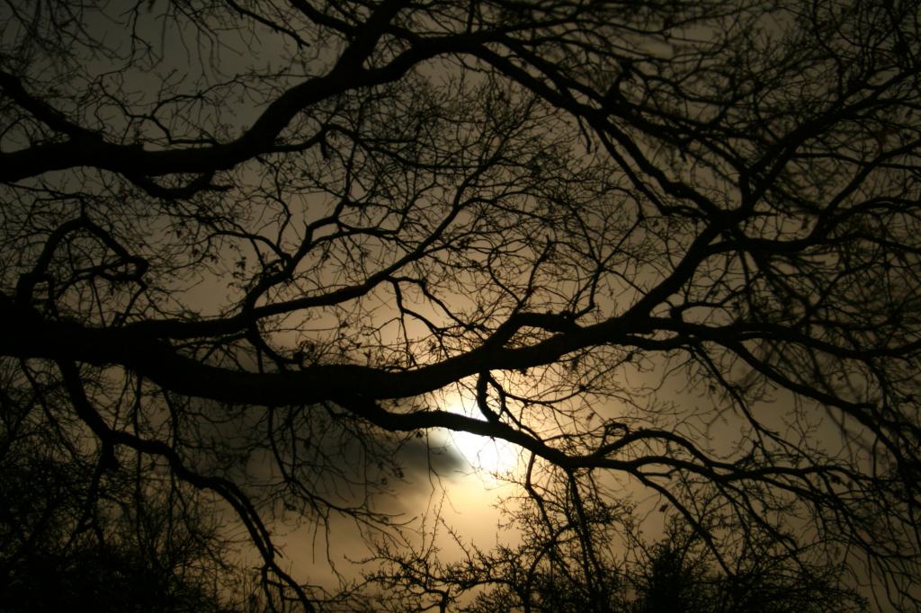 ダークナイト ダーク 押すこと 木 夜 日没 初期のhdのiphoneの壁紙写真は 材料を入力します 壁紙