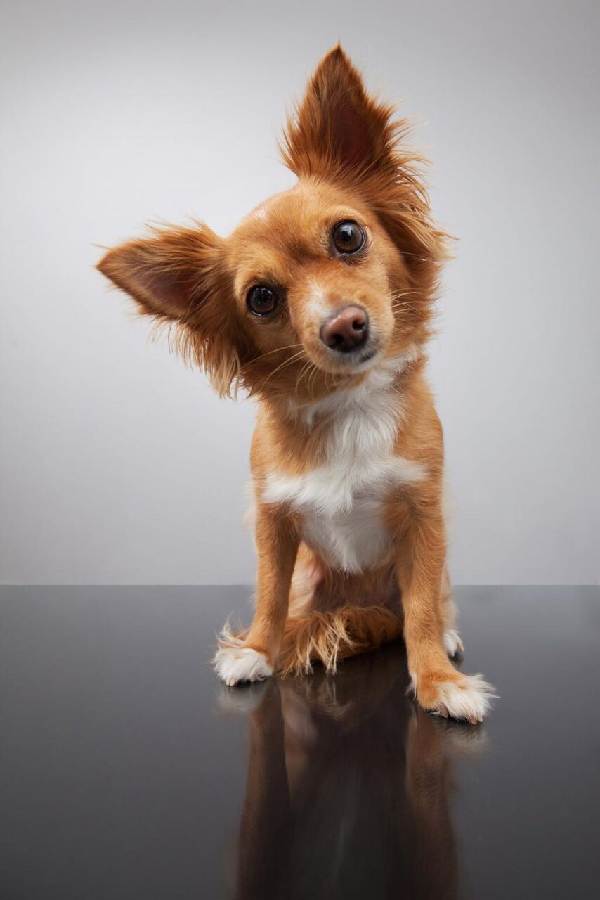 犬 動物 ペット 自然 4足 耳 小さな アンドロイド高いとダイアナnaaƒÿlec鮮明な画像の壁紙 材料入力します 壁紙 犬 動物 ペット 自然 4足 耳 小さな アンドロイド高いとダイアナnaaƒÿlec鮮明な画像の壁紙 材料入力します 壁紙