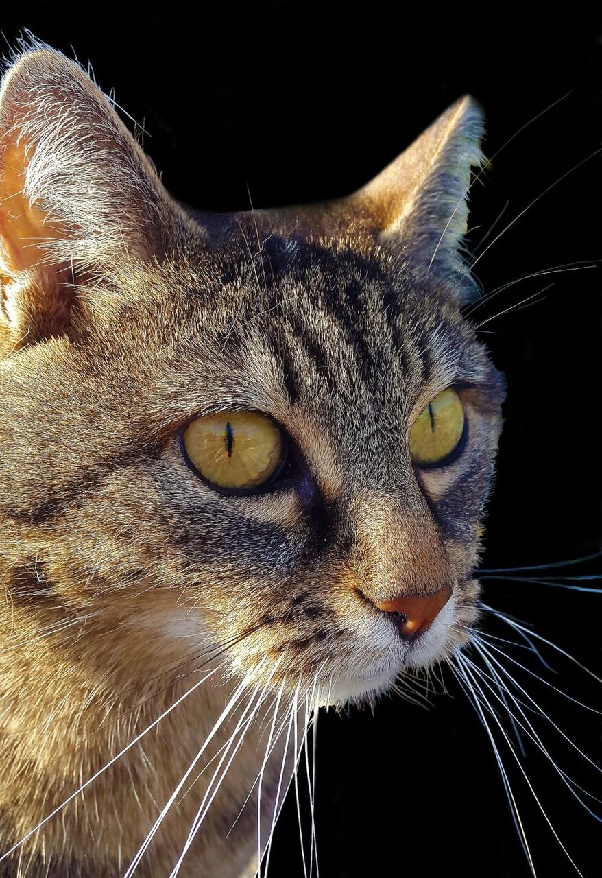 猫 ミエズ 動物 猫の目のライブ壁紙iphone 肖像画 サバ 子猫 高精細の画像 材料を入力します 壁紙