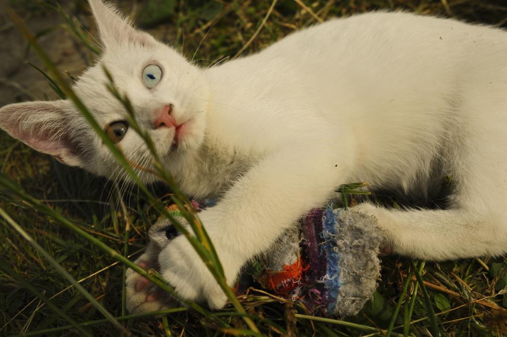 猫 白 奇数の目 耳 子猫 青 黄 高精細画像 入力プライムiphone壁紙アniメ材料 壁紙