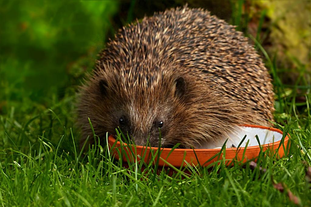 動物 哺乳類 ハリネズミ ハリネズミ真菌 近くに食料区roのsuパティオ 庭 高精細な画像を探して 材料を入力します 壁紙