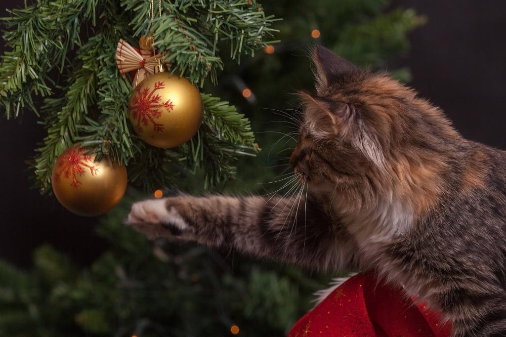 大晦日 猫 クリスマスの飾り ボール 赤 緑 金 高精細画像 入力ホルモン再nn Gaトーンの壁紙木材 壁紙