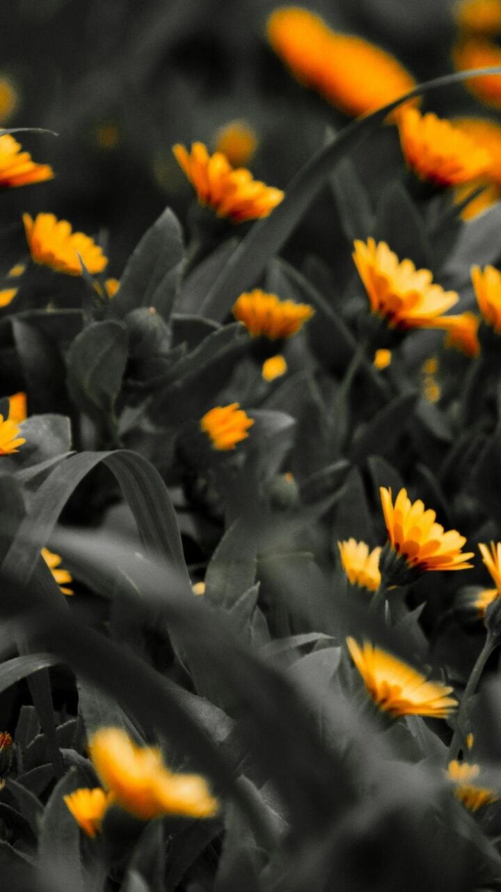 黒と白の写真のオレンジの花銀河壁紙 ロック画面の画像 Hdの携帯電話の壁紙 風景 壁紙 黒と白の写真のオレンジの花銀河壁紙 ロック画面の画像 Hdの携帯電話の壁紙 風景 壁紙