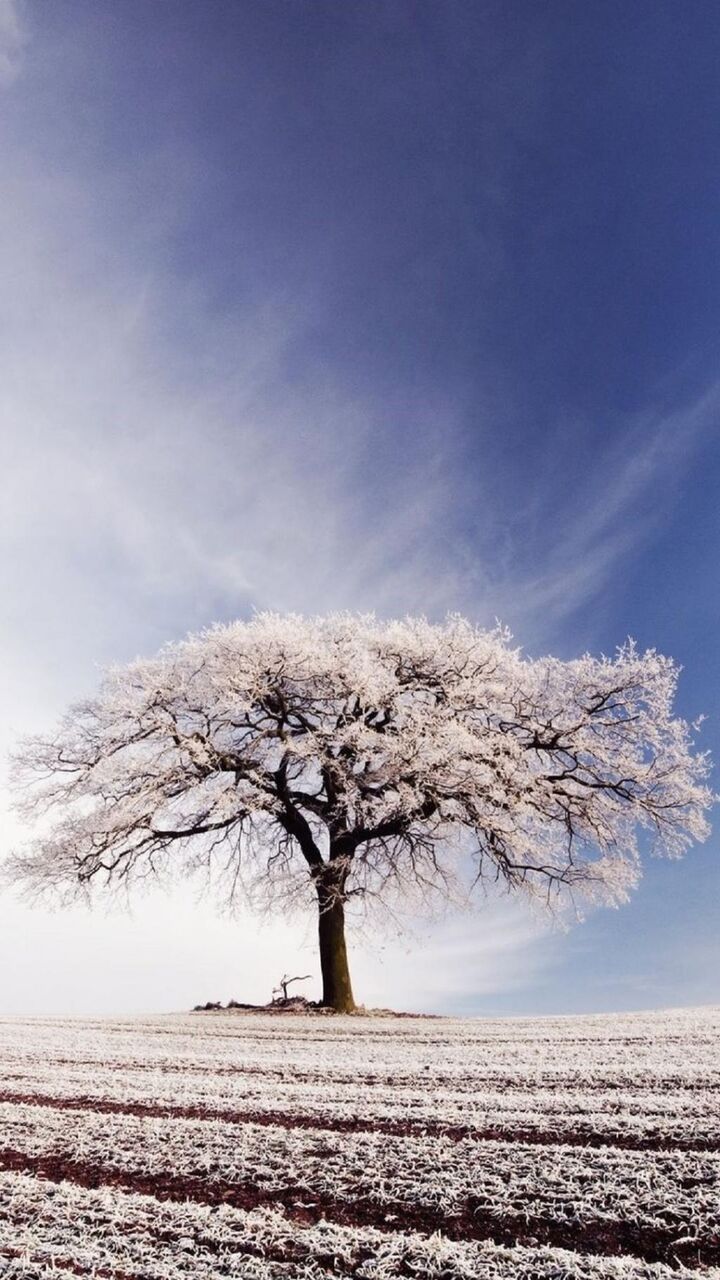 木々は雪 ロック画面の画像 Hdの携帯電話の壁紙 Ninkiの風景の壁紙iphoneで覆われて 壁紙