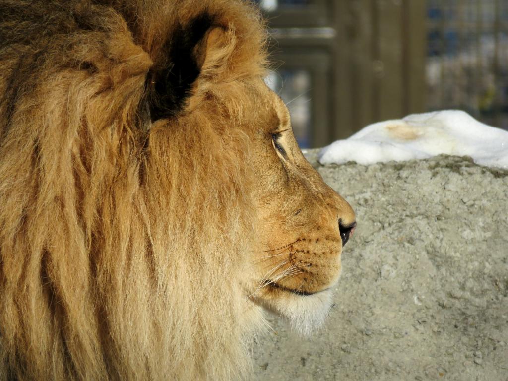 ライオン たてがみ 男性4kの壁紙pc 大きな猫 動物園 毛皮 動物
