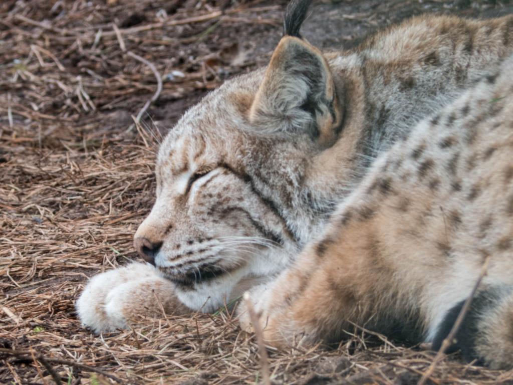 Lynxは 睡眠 動物 猫 注意 疲れた 動物の世界 色hd壁紙放射性標識 材料を入力します 壁紙
