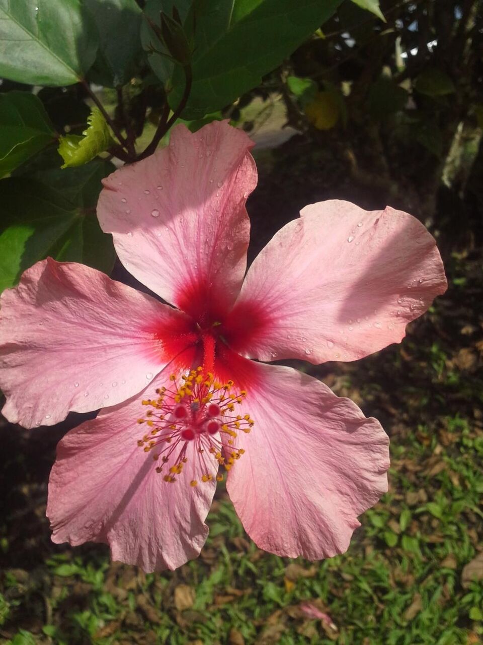 カイエン 花 赤い花のiphoneの壁紙 花 植物 自然 植物 高精細の画像は 材料を入力します 壁紙 カイエン 花 赤い花のiphoneの壁紙 花 植物 自然 植物 高精細の画像は 材料を入力します 壁紙
