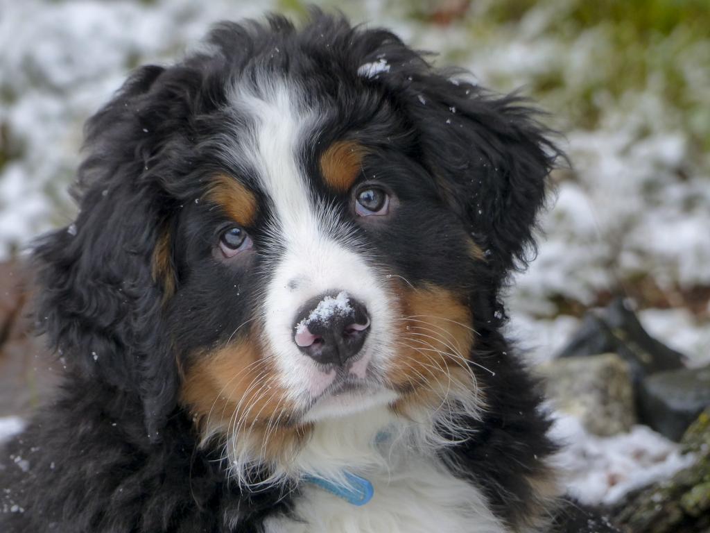 犬 子犬 ペット 犬 かわいい 動物 壁紙の花の茎は純血種 高精細画像は 材料を入力します 壁紙