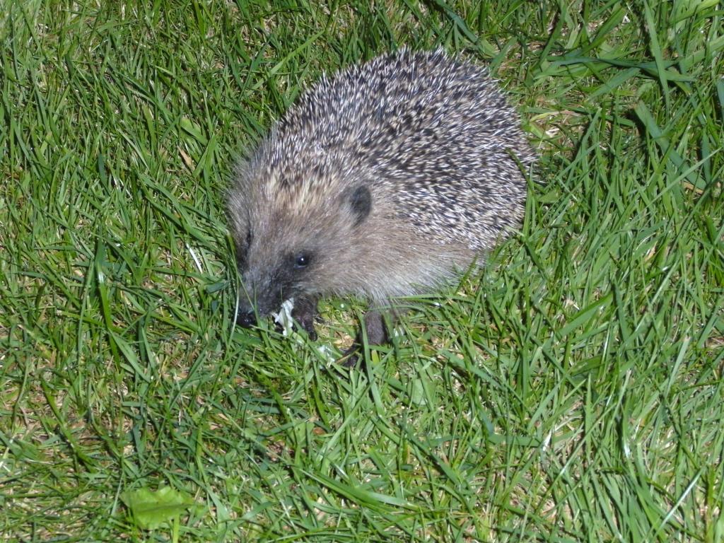 ハリネズミ 動物 とげ 天然芝 ピーク などの葉区のbaー壁紙 クローズ 高精細画像の部分がある 材料を入力します 壁紙