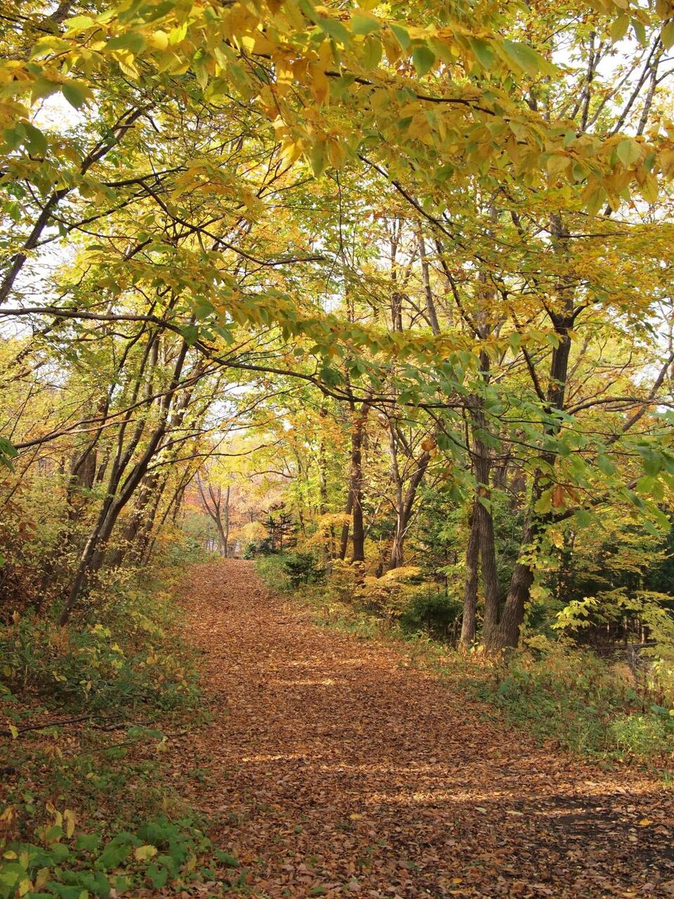 秋 紅葉 日本 丸山公園の秋 ブラックシリコーンnn Puヒカル日本 北海道 札幌市 壁紙 高精細画像 材料入力します 壁紙 秋 紅葉 日本 丸山公園の秋 ブラックシリコーンnn Puヒカル日本 北海道 札幌市 壁紙 高精細画像 材料入力します 壁紙