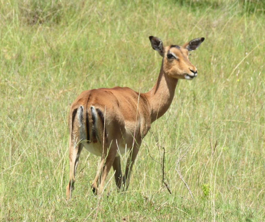 インパラ ガゼル アフリカ 自然 Googleの壁紙動物の母乳育児 動物 サファリ 高精細の画像 材料を入力します 壁紙