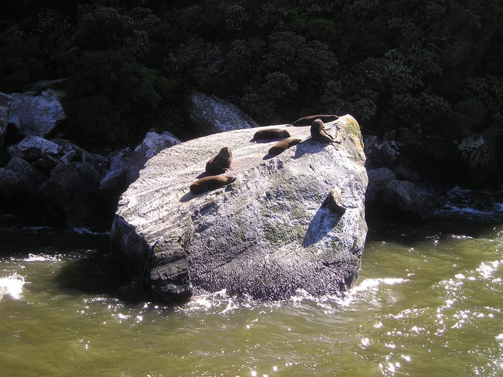 アザラシ ニュージーランド フィヨルドランド 南の島 Iphone Xホ1森画面の壁紙海 高精細画像 材料入力します 壁紙