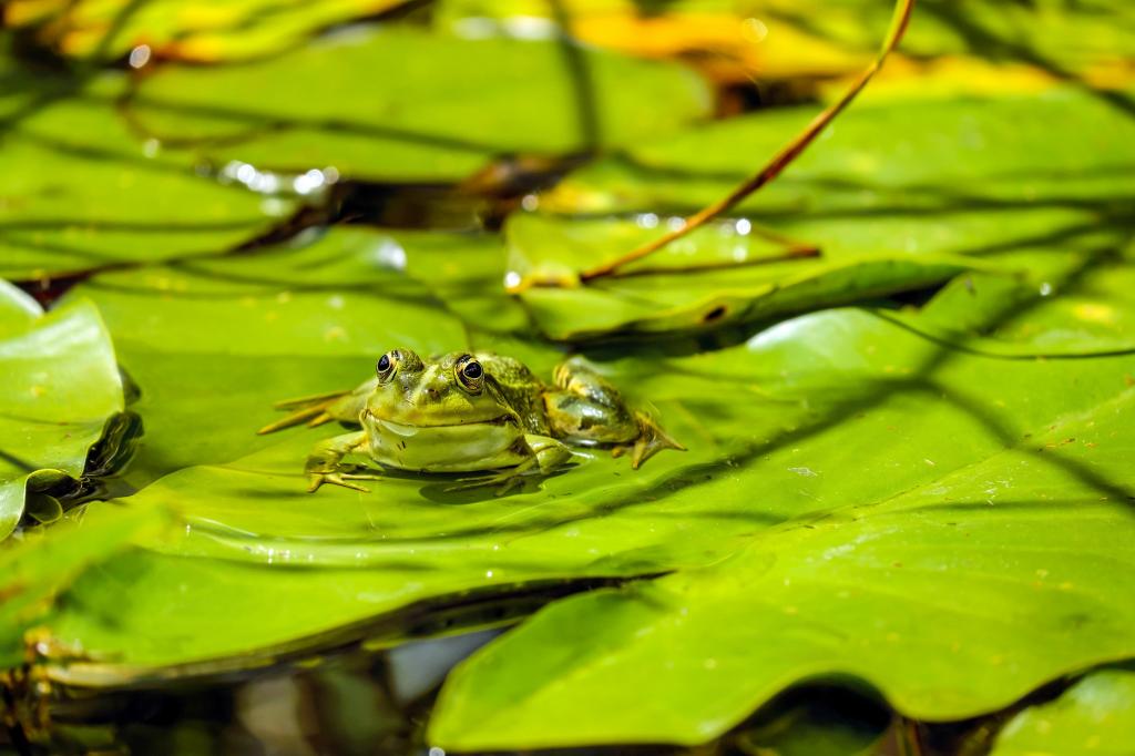 カエル 水のカエル カエル池 ヴィスイートnn動物の壁紙 緑 座って 台湾のブランデーのボトルイチジクの葉 高精細の画像は 材料を入力します 壁紙