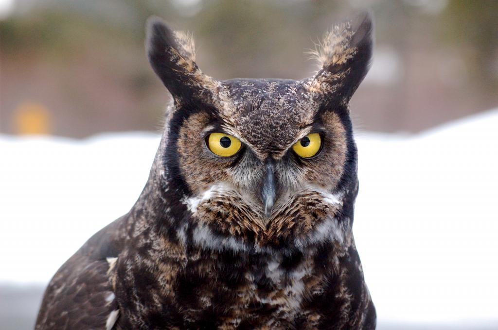 偉大な壁紙素材フクロウ 鳥 フクロウ 北部アラスカ 林明志 大型 高解像度の画像は 材料を入力します 壁紙