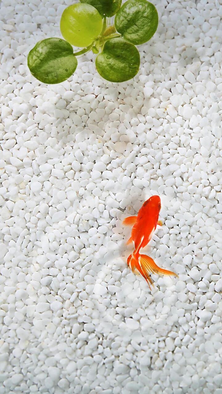 水族館金魚 ロック画面の画像 オリゴ明確な壁紙携帯電話の壁紙roナイキハイ 動物 壁紙 水族館金魚 ロック画面の画像 オリゴ明確な壁紙携帯電話の壁紙roナイキハイ 動物 壁紙
