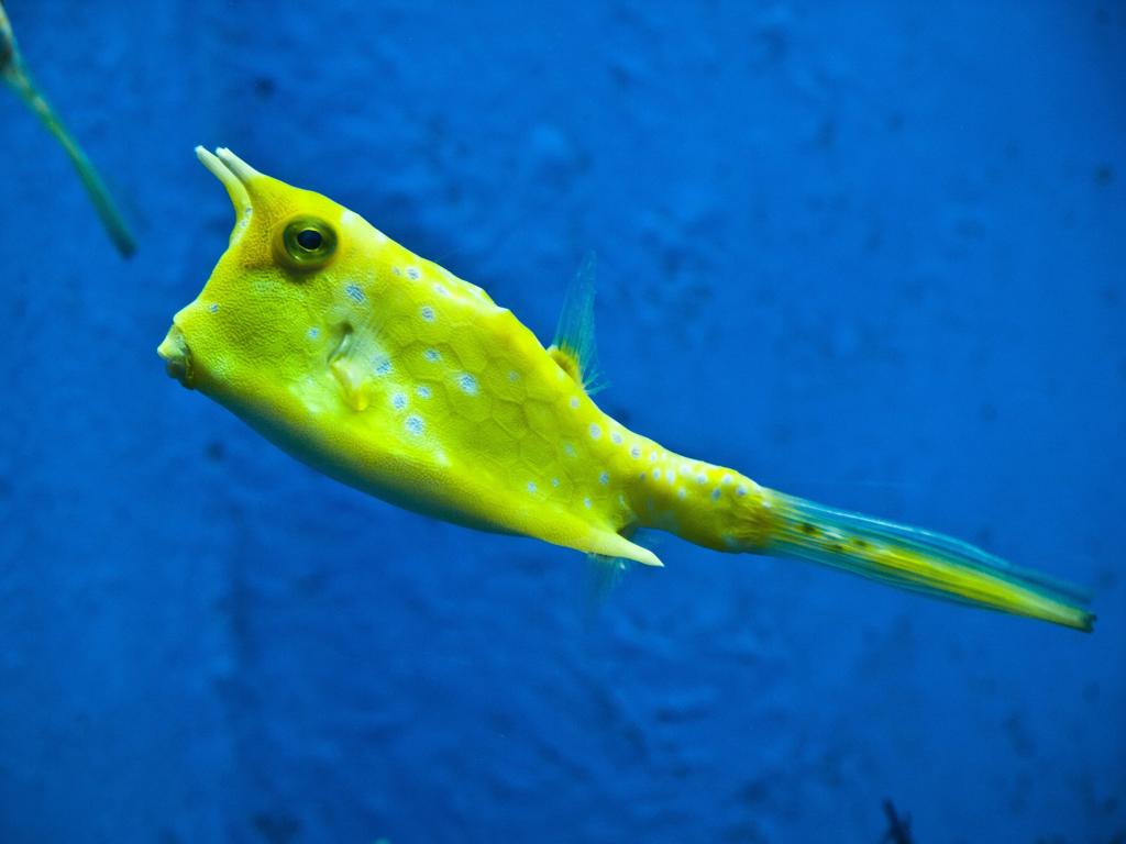 マナティー 魚 黄色 マナティー Lactoriaクエン酸 Boxfish ハコフグ科 Fila Hd壁紙 材料を入力します 壁紙