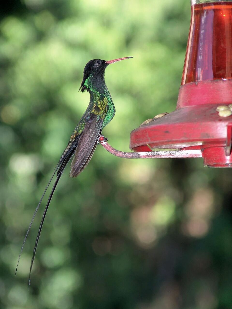 ハチドリ 鳥 花の蜜 ビル 飛ぶ シリコーンnn Puヒカル壁紙iphoneお市ゃ私緑色の叫び 飲料 高精細の画像は 材料を入力します 壁紙 ハチドリ 鳥 花の蜜 ビル 飛ぶ シリコーンnn Puヒカル壁紙iphoneお市ゃ私緑色の叫び 飲料 高精細の画像は 材料を入力します 壁紙