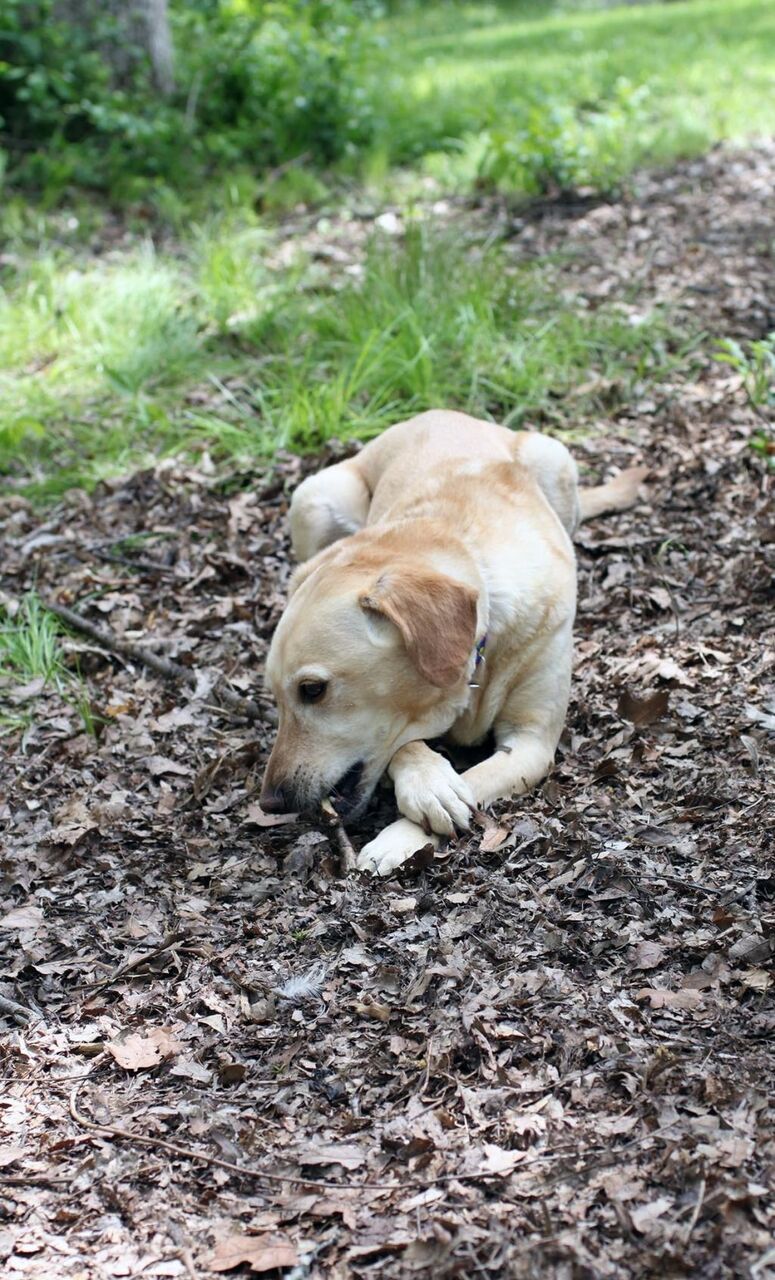 画像をダウンロード Iphone 壁紙 犬 Iphone 壁紙 おしゃれ 犬 画像をダウンロード Iphone 壁紙 犬 Iphone 壁紙 おしゃれ 犬