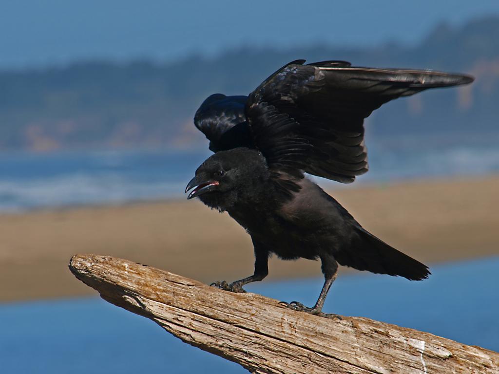 Iphoneふしぎ鳥 カラス 黒 動物 カラス 自然 野生生物 高精細画像を壁紙na 材料を入力します 壁紙