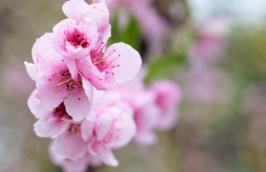 桃の花 春 ピンクの花 自然 マクロ 花 ピンク色 ピ区の壁紙のhd写真nn 材料を入力します 壁紙 桃の花 春 ピンクの花 自然 マクロ 花 ピンク色 ピ区の壁紙のhd写真nn 材料を入力します 壁紙