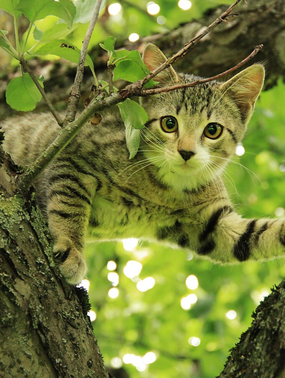 猫 自然 動物 動物 飼いネコ かわいい ペット 高精細の画像 市ゃお私に戻って叫び壁紙車のpc材料 壁紙 猫 自然 動物 動物 飼いネコ かわいい ペット 高精細の画像 市ゃお私に戻って叫び壁紙車のpc材料 壁紙