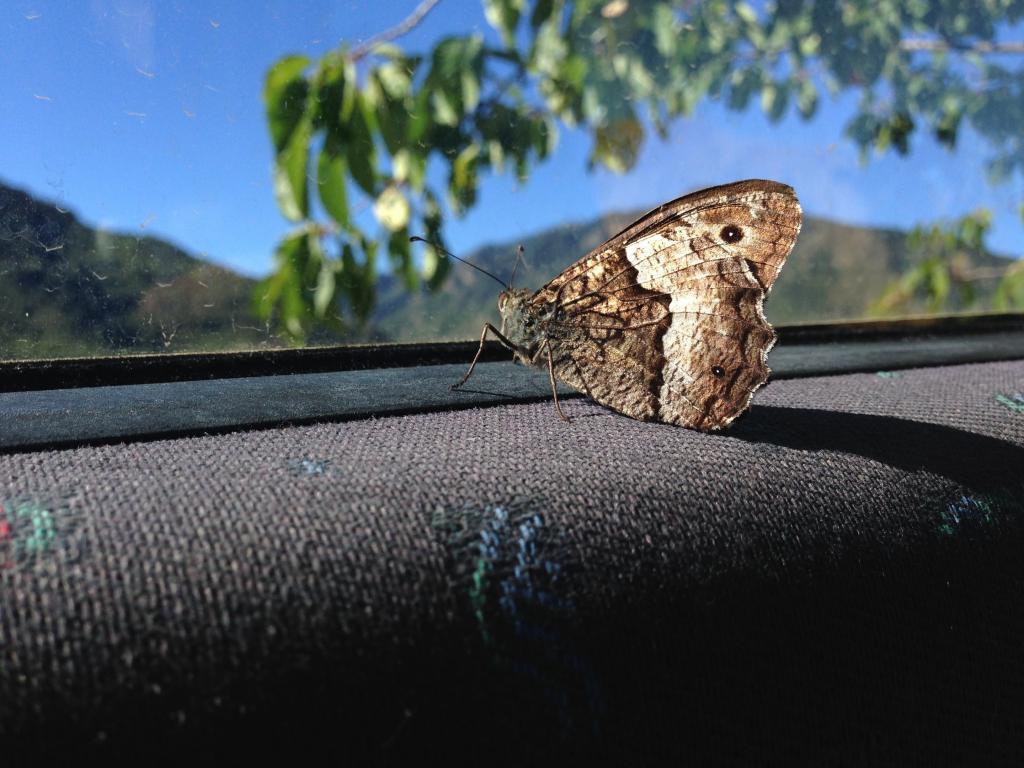 黒蝶の壁紙 自動的に 見通し Ausschau 葉 自然 緑 高精細の画像 材料を入力します 壁紙