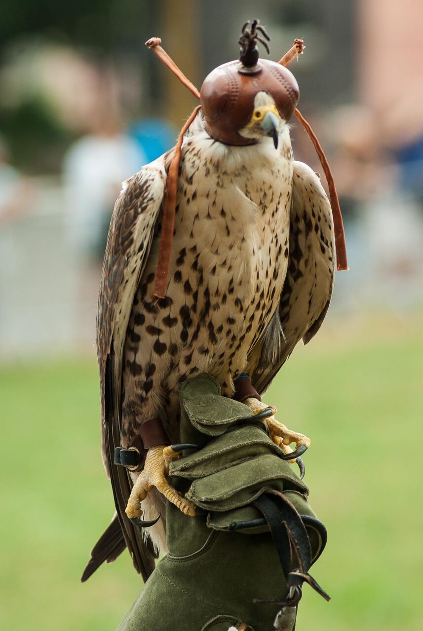 獲物の鳥 狩猟 鷹狩り 手袋 爪 高精細の画像が 無地壁紙花の茎材料を入力します 壁紙