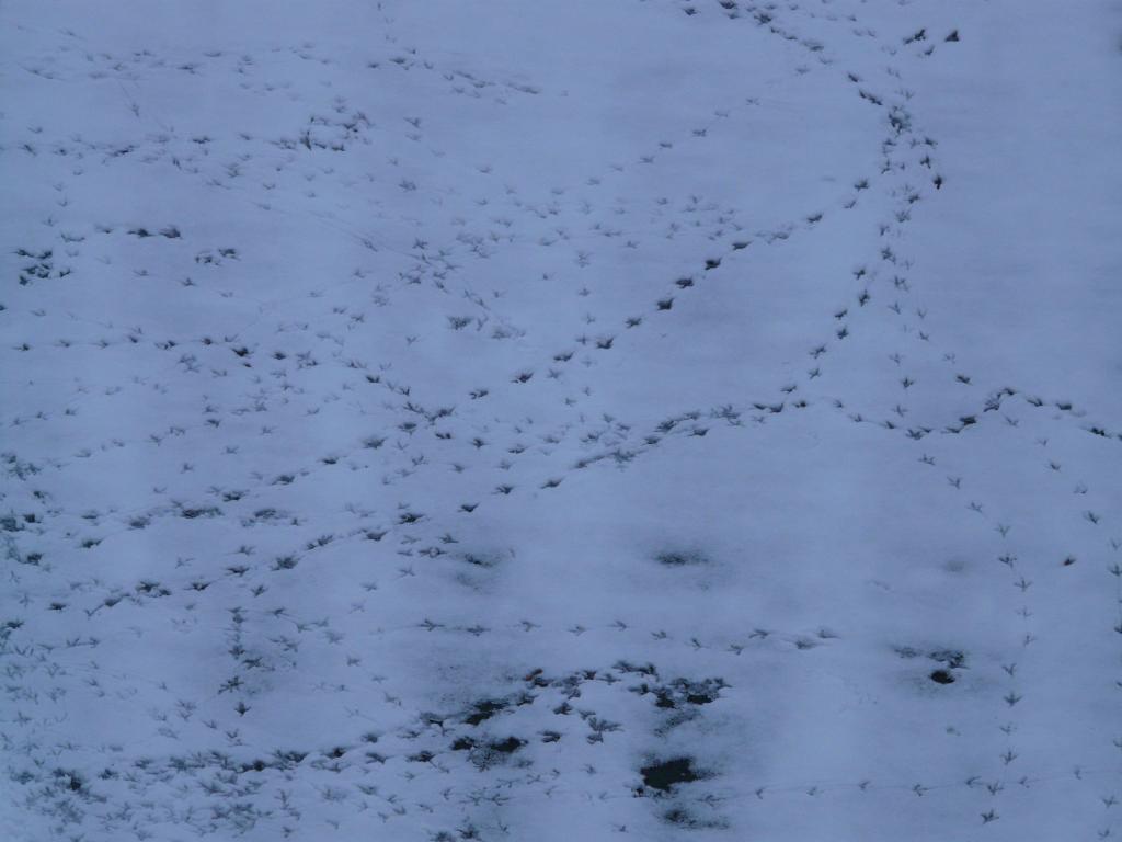 鳥のトラック 動物トラック 複製 雪の壁紙iphoneシリコーンnn Puヒカル トレース 冬 鳥の足跡が 高精細画像 材料入力します 壁紙 鳥のトラック 動物トラック 複製 雪の壁紙iphoneシリコーンnn Puヒカル トレース 冬 鳥の足跡が 高精細画像 材料入力します 壁紙