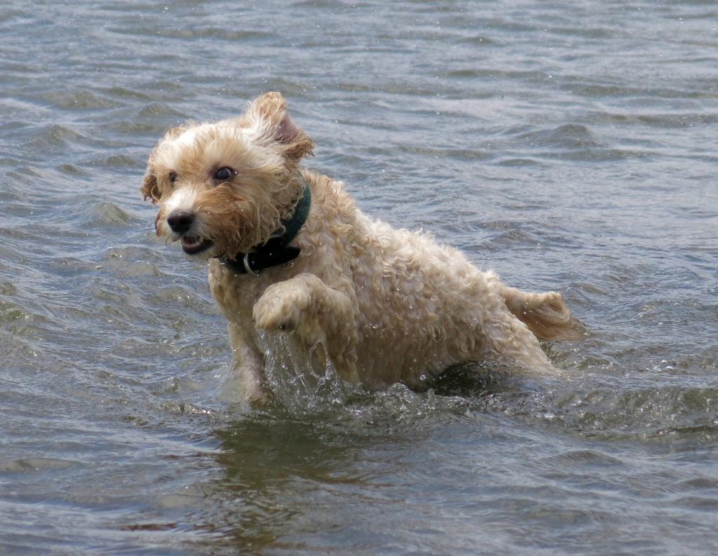 犬 水 ペット 犬 かわいいは 海区里のsu馬蘇tsu壁紙海を持って 海 高精細の画像 材料を入力します 壁紙