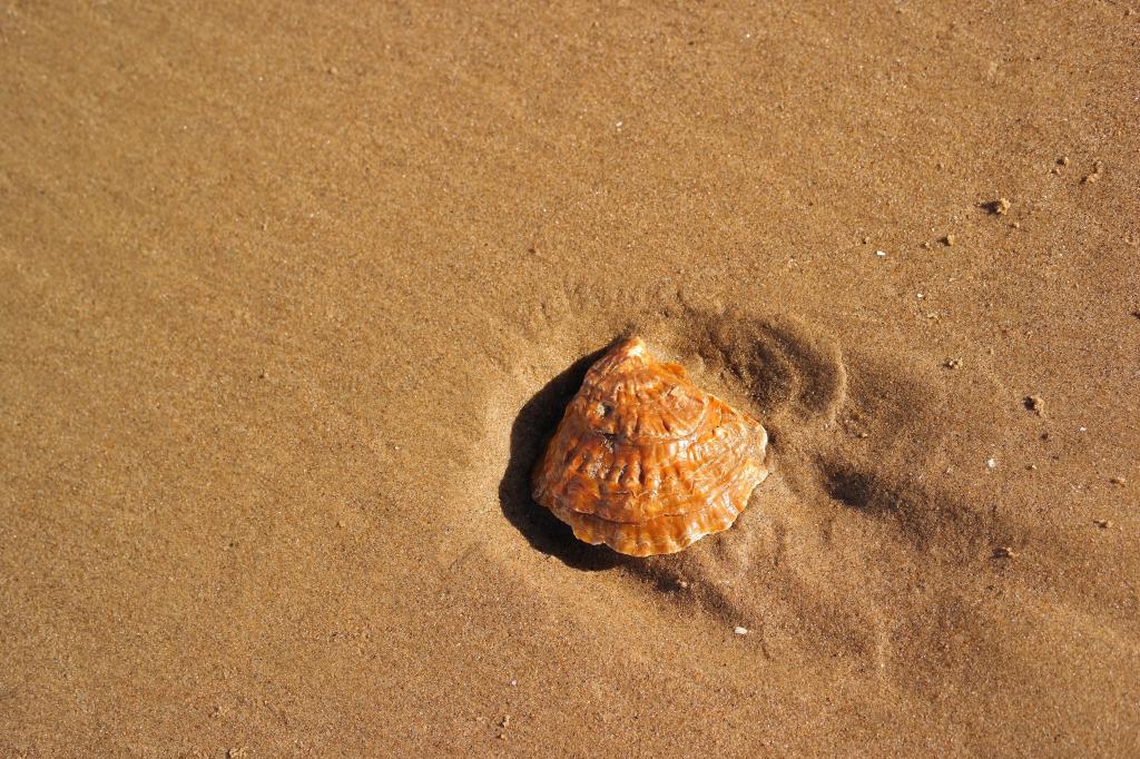ビーチ 貝殻 砂 シェル壁紙の色 砂浜 海 自然 高精細の画像 材料を入力します 壁紙
