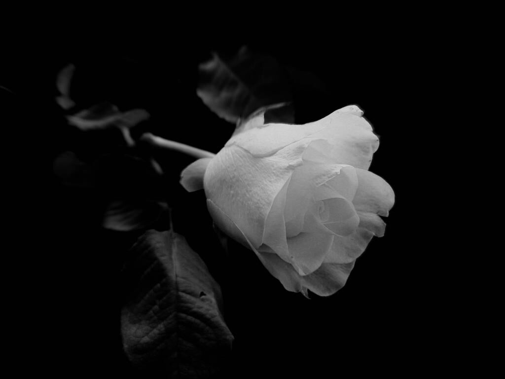 ローズ 花 白バラ 黒 白 背景 自然 高精細マップiphoneの壁紙花の茎ピース 材料を入力します 壁紙