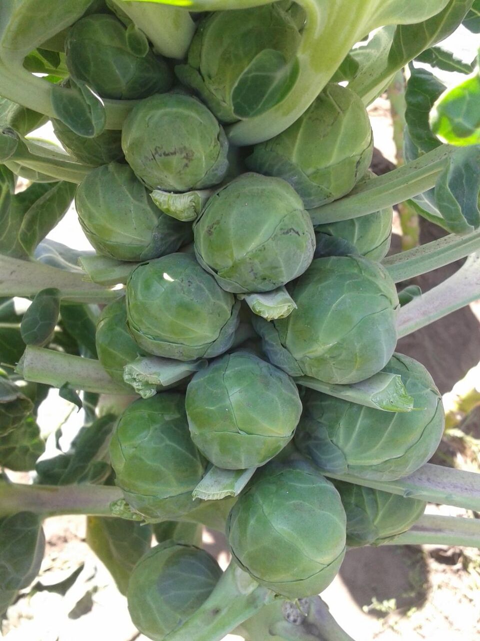 ブリュッセル 野菜 芽キャベツ 甘いiphoneライブ壁紙ブルー Gemmifera 高精細画像 材料入力します 壁紙