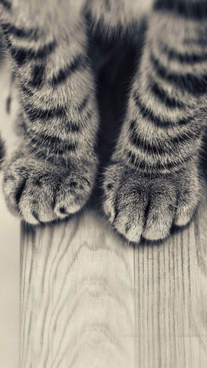 灰色の縞模様の壁紙子猫の夏の足 ロック画面の画像 Hdモバイル壁紙 動物 壁紙