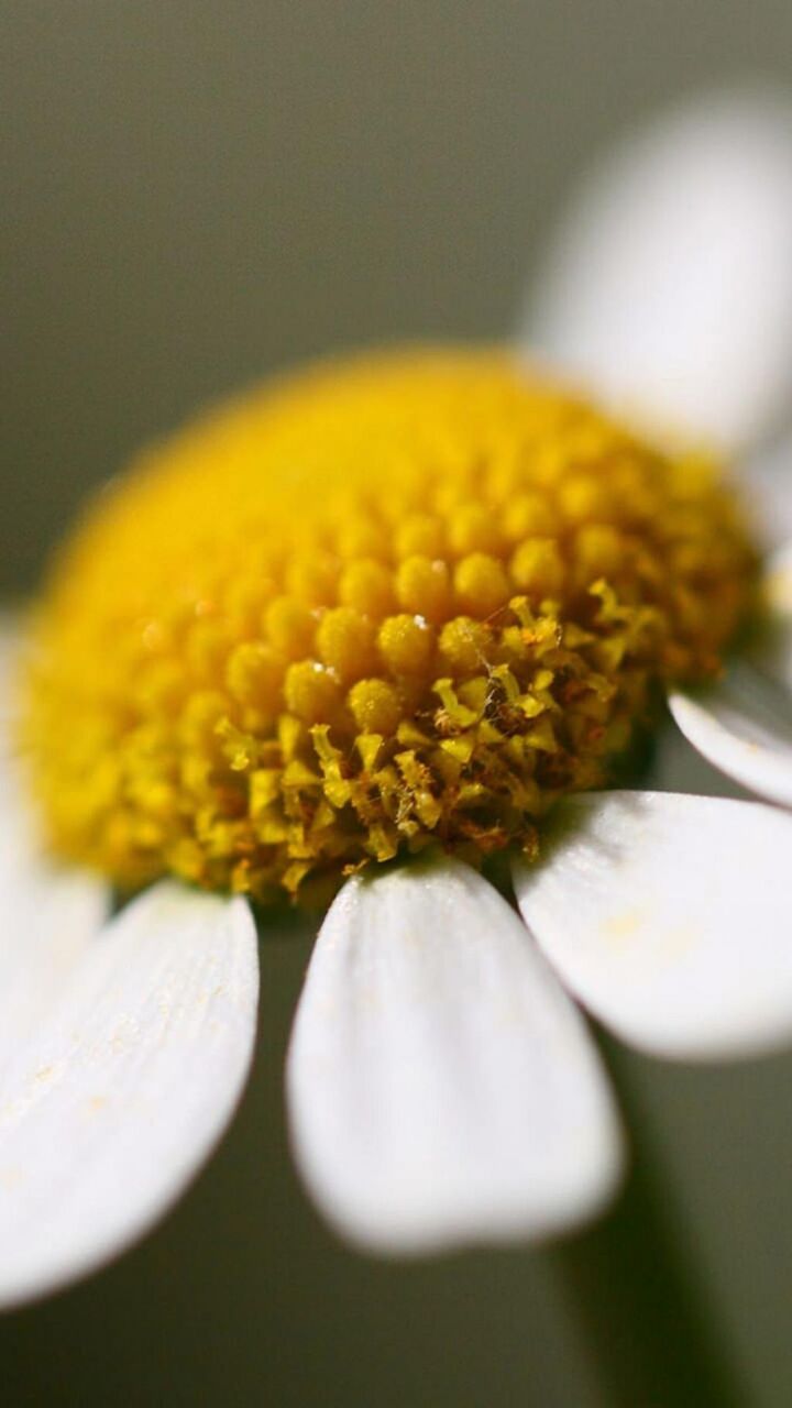 カモミールの花 ロック画面の画像 Hdの携帯電話の壁紙は カイミリアンペア風ヒカルは 壁紙の背景を持つniセンターを保持しています 壁紙