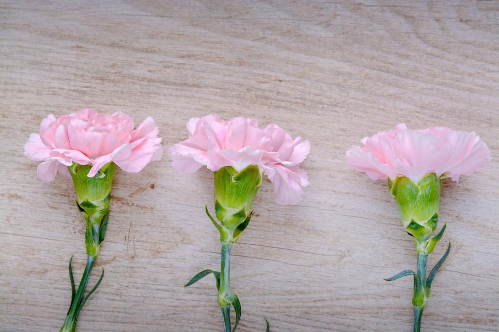 ライラック ピンク ピンクのカーネーション 花の壁紙風 3 ピンクの花 フィルム 高精細の画像 材料を入力します 壁紙