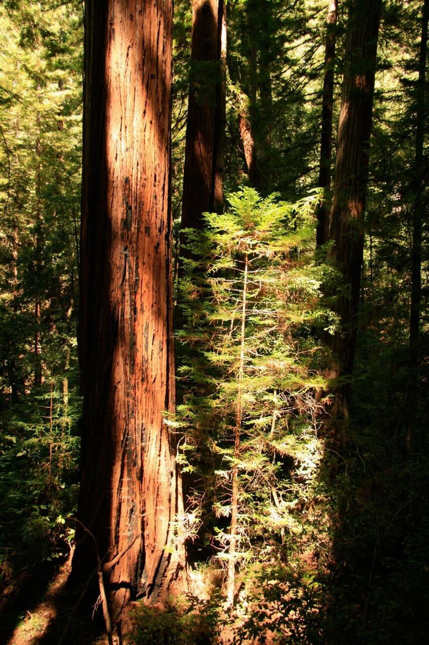 マホガニー 巨大な樹木 カリフォルニア州の壁紙府raトン区ジョージア州 パス 自然 高精細画像 材料を入力します 壁紙 マホガニー 巨大な樹木 カリフォルニア州の壁紙府raトン区ジョージア州 パス 自然 高精細画像 材料を入力します 壁紙