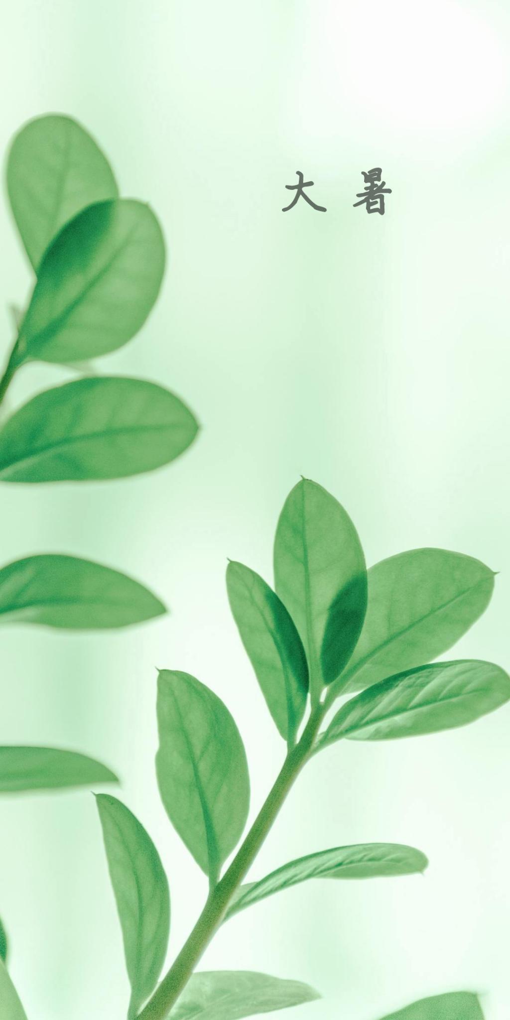 持っている新鮮な緑の植物 ロック画面の画像 携帯電話の壁紙 植物に適したグレートヒートの壁紙bu 壁紙